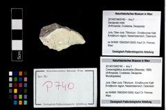 Foto (Objekt + Etikett) von Cracensigillatus acutirostris (Moericke, 1889)  (NHMW-GEO-2014-0194-0740)